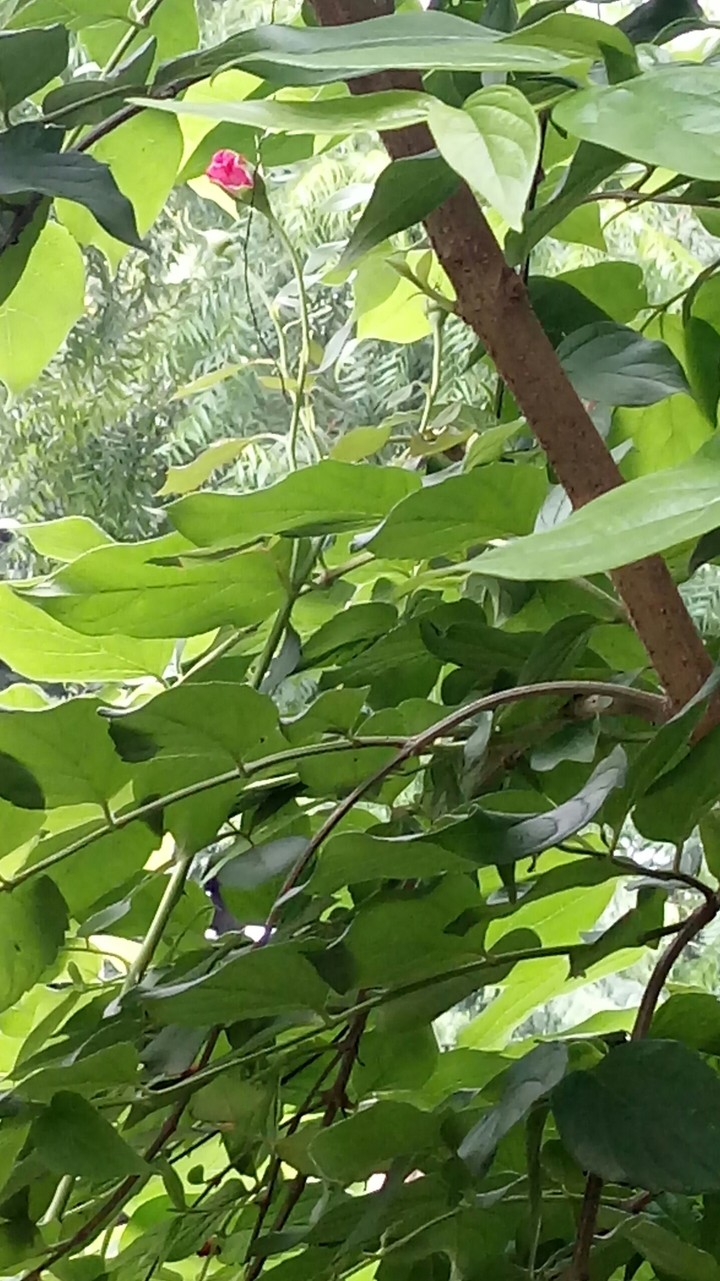 small rose bud