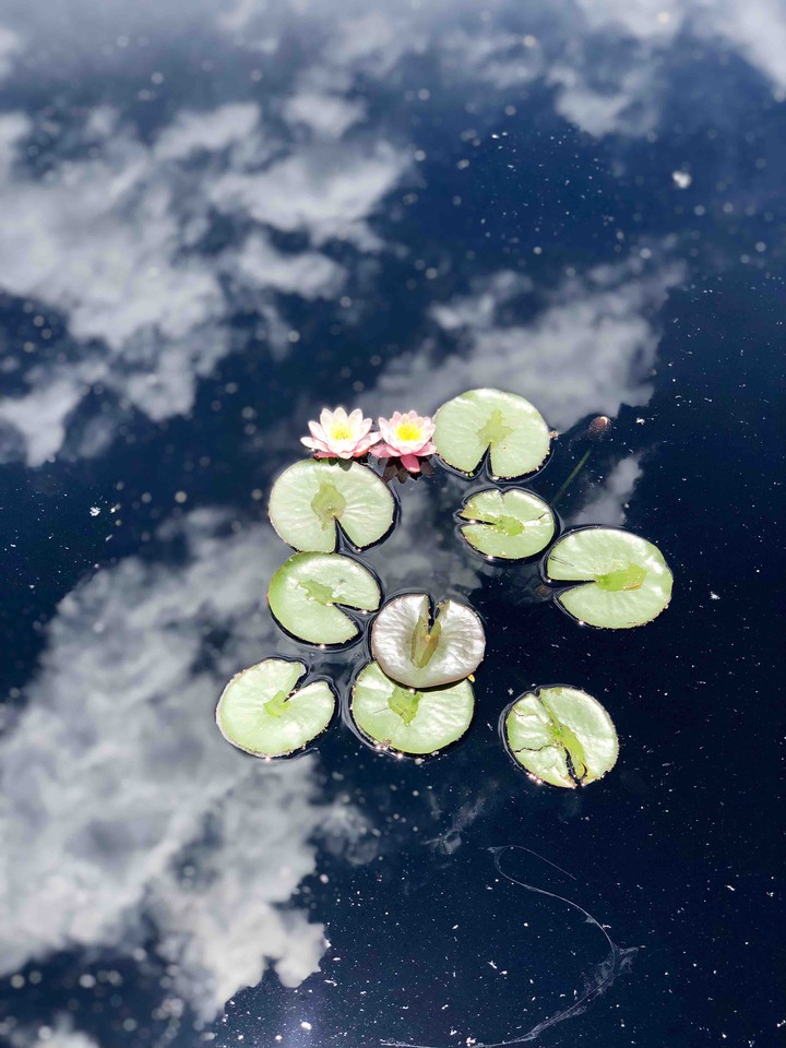 lilies of a pond