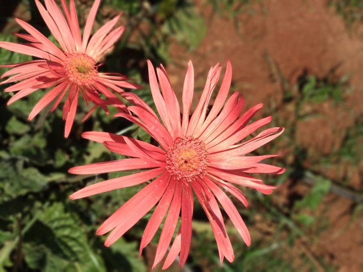 capture d beauty