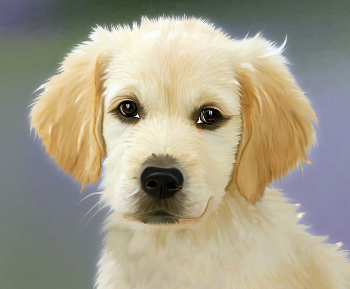 Its dog picture