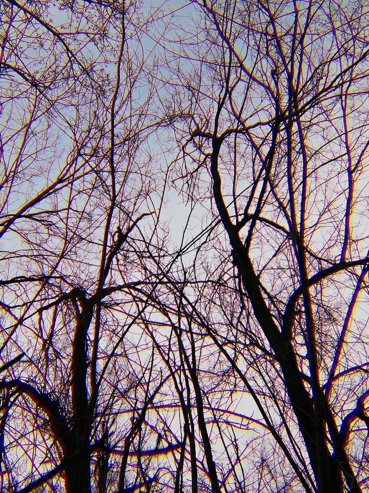 Trees