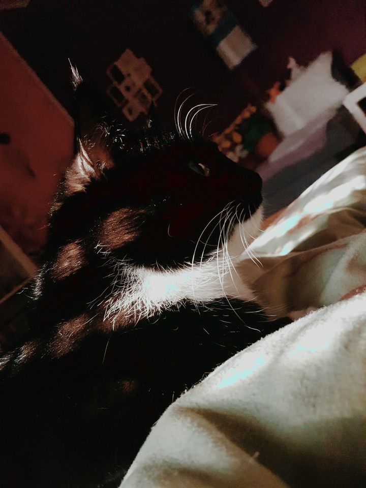 bogy