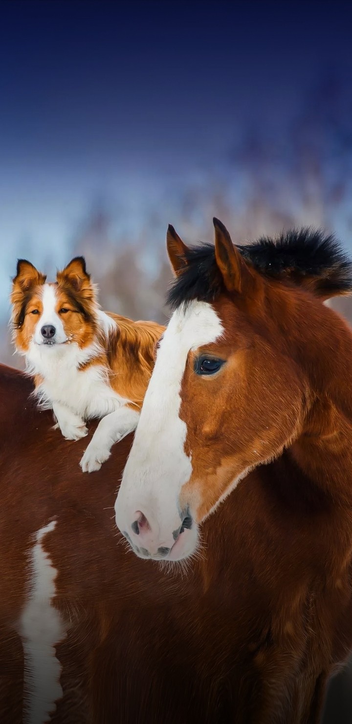 horse and dog