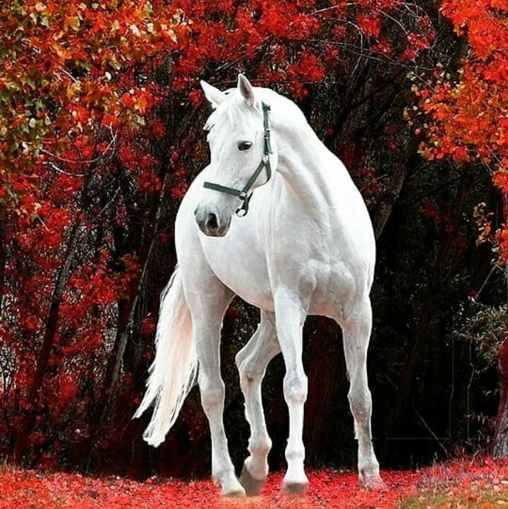cheval blanc...