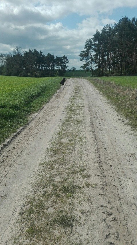 my dog