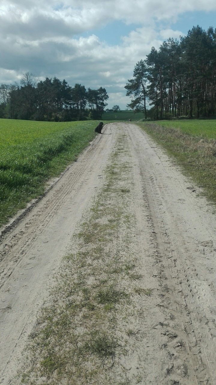 my dog