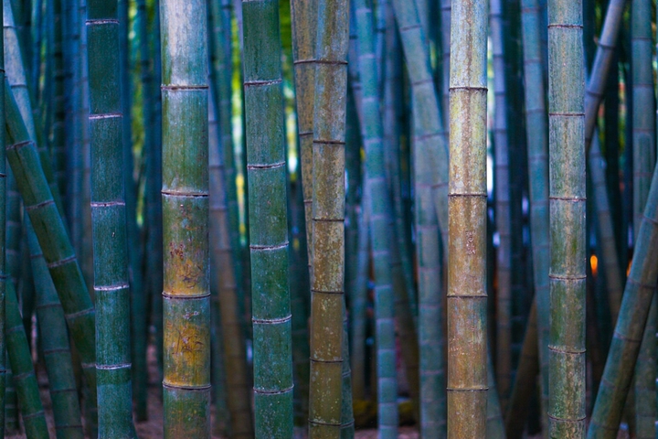 bamboo