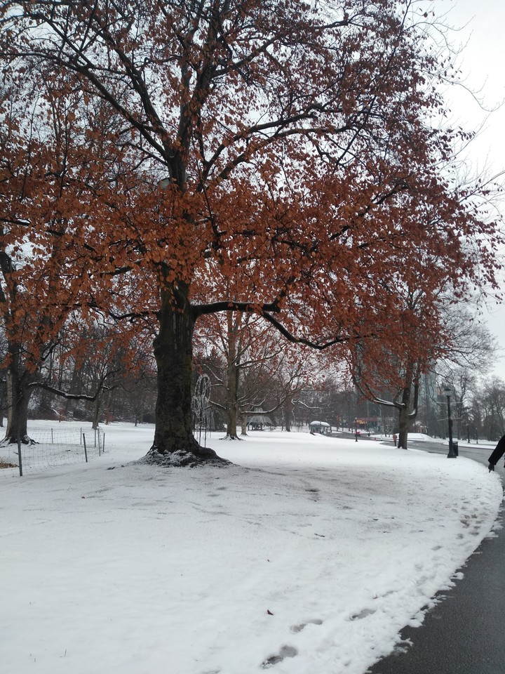 Árbol nevado