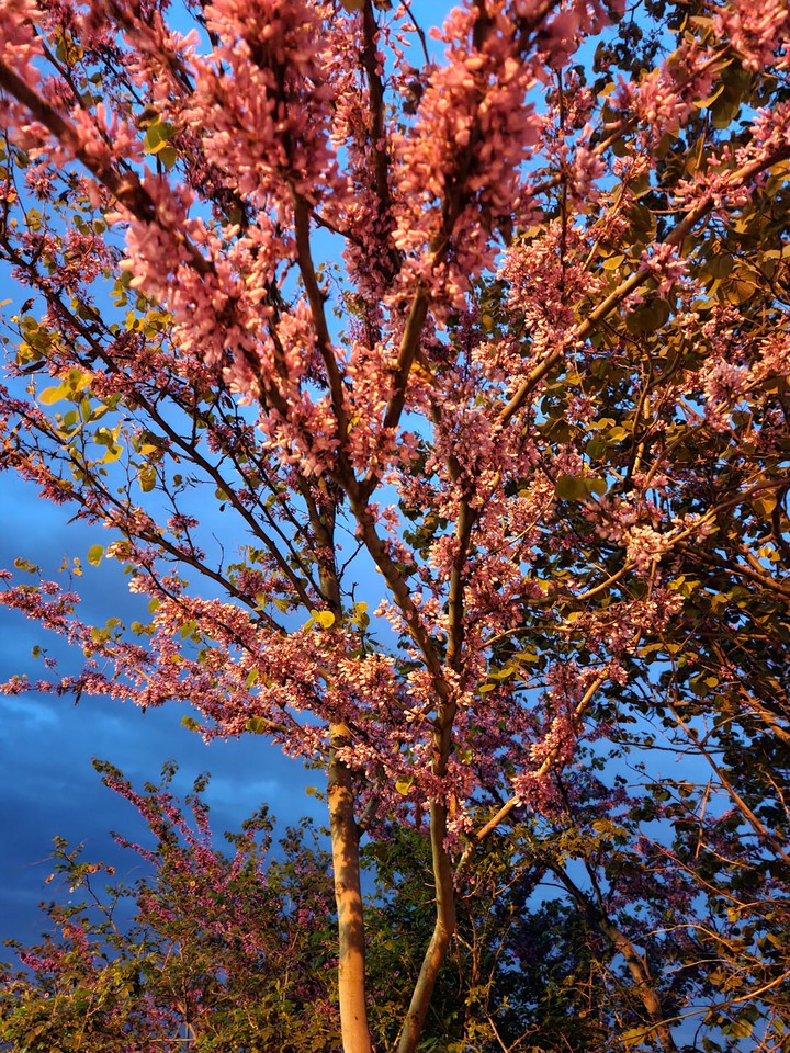 spring blossom