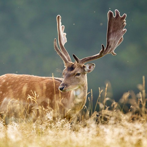 Elk