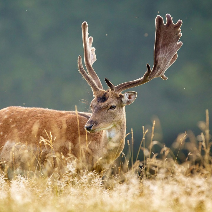 Elk