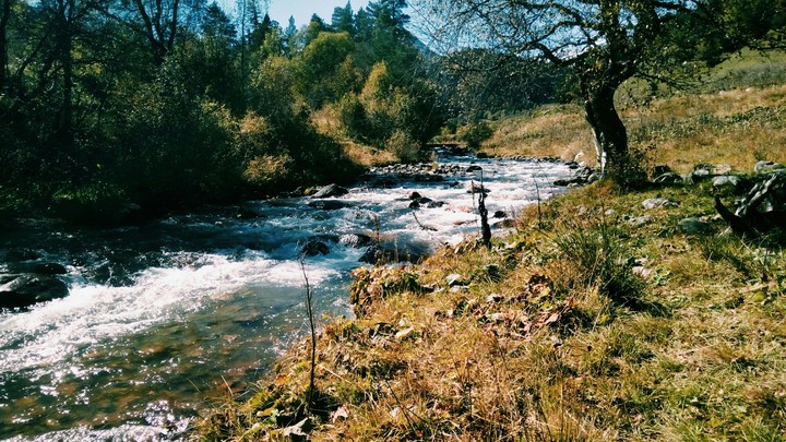 wood and river