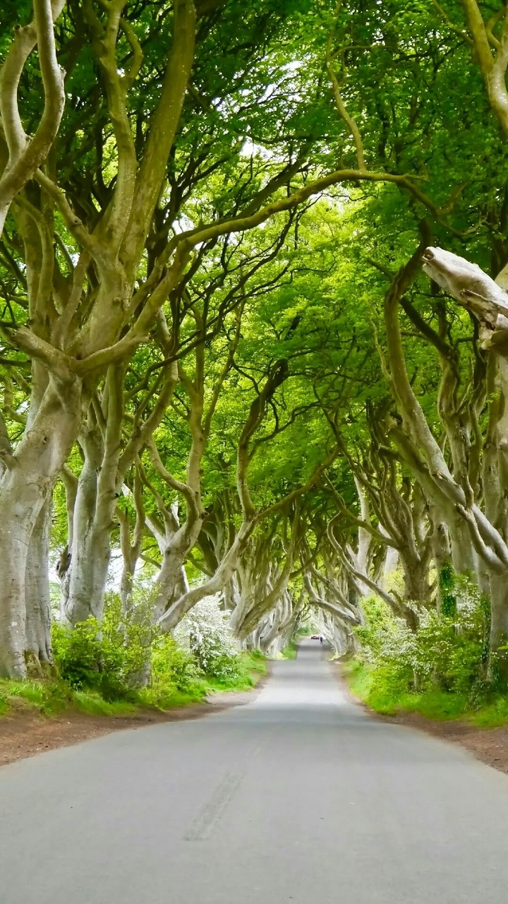 tree tunnel