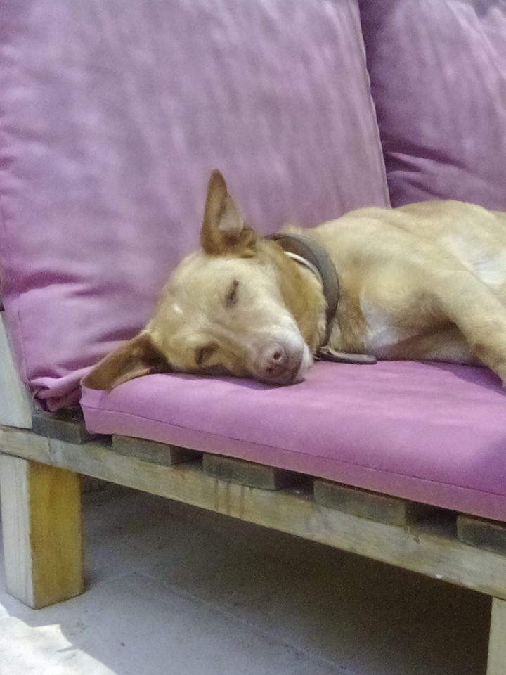dog