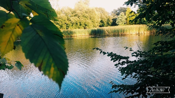 Lake view