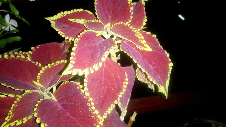 Red leaf