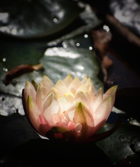 happy face lotus