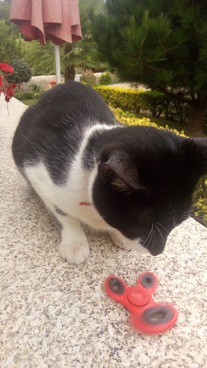 cat