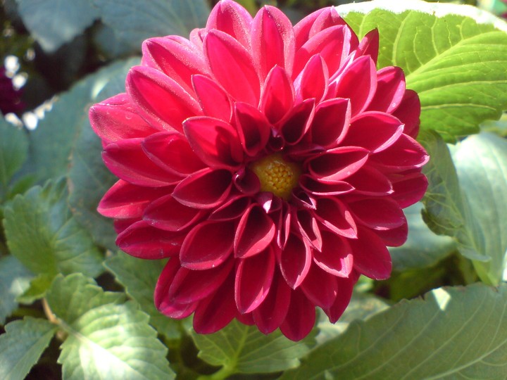 dahlia