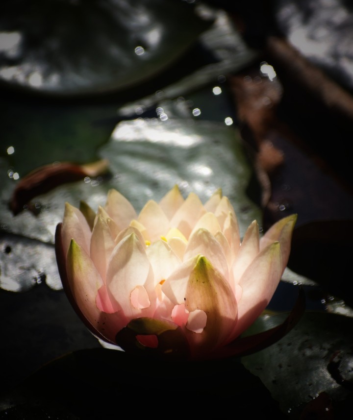 happy face lotus