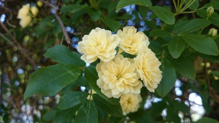 flower