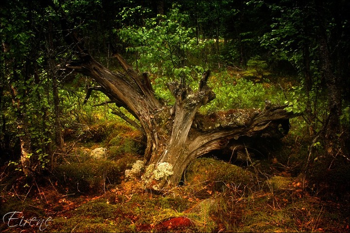 Fairy tree