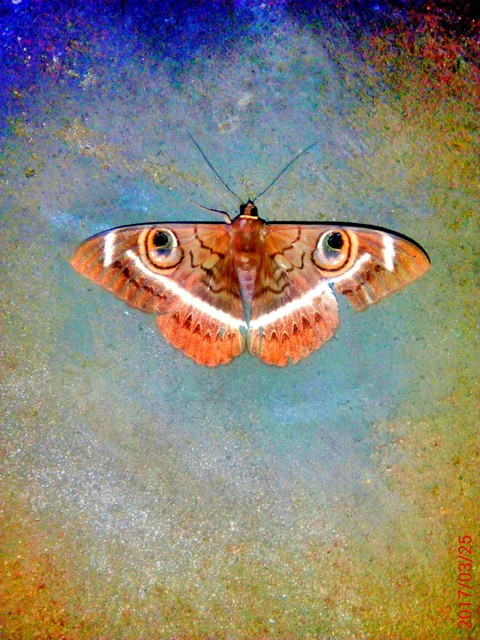 beautiful butterfly