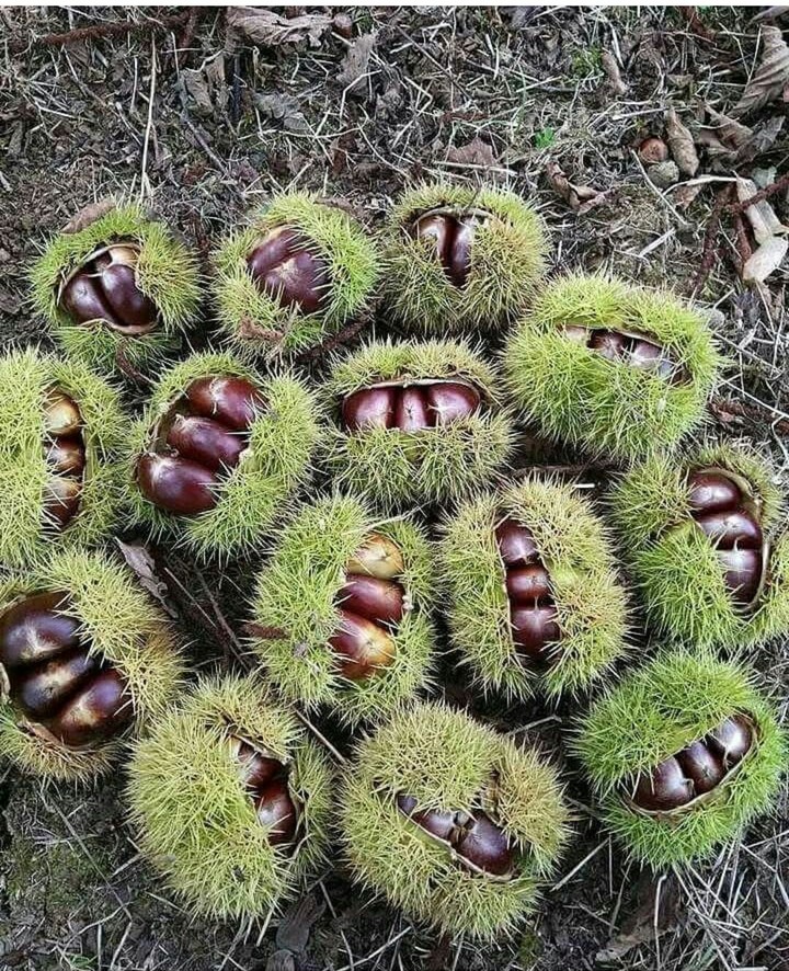 chestnut