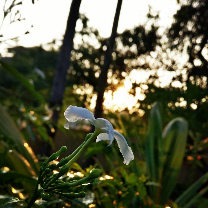 pinwheelflower