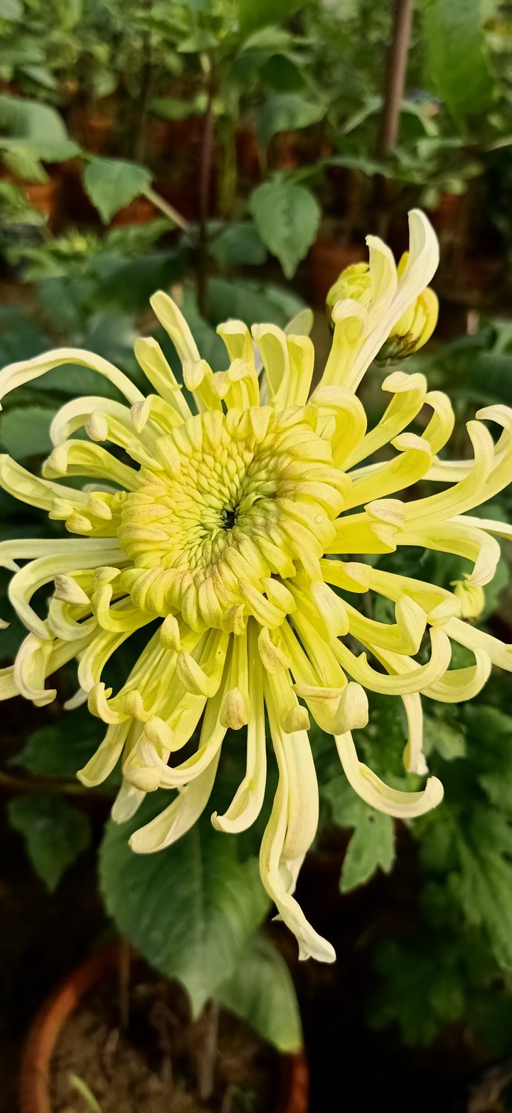 Flower that make you feel better.