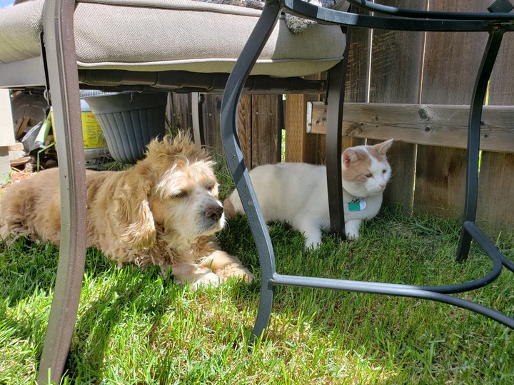 my babies