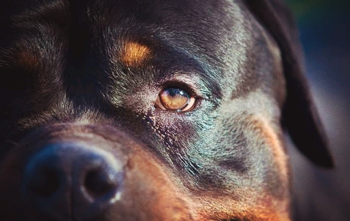 Tai-foon the Rottweiler