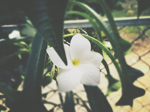 flower
