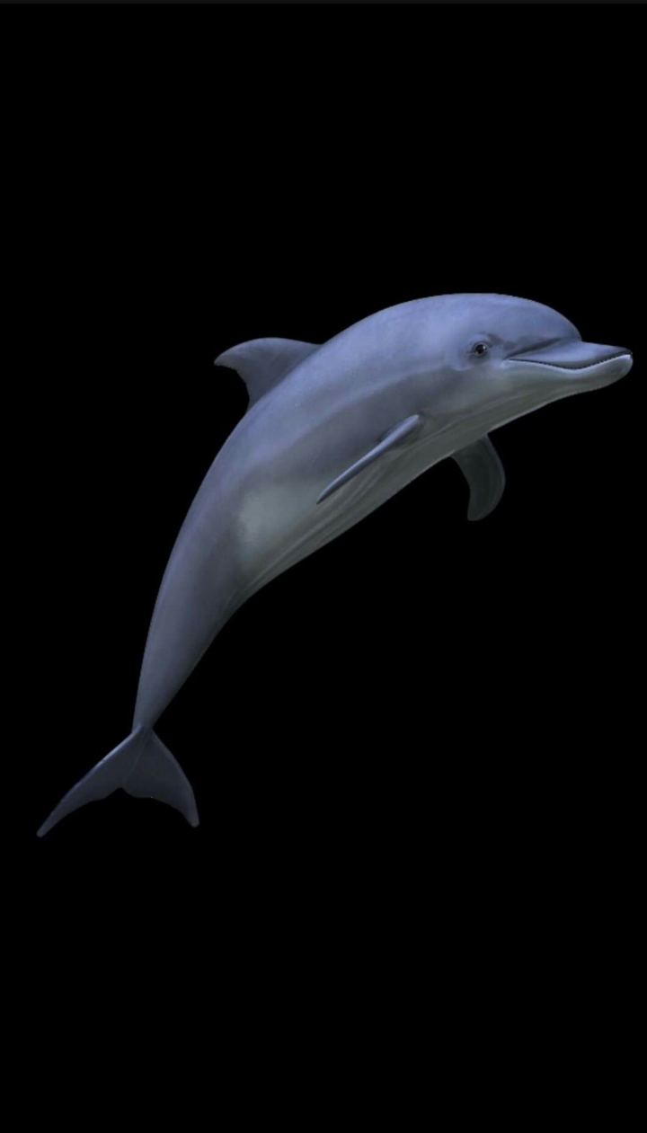 Dolphin :3