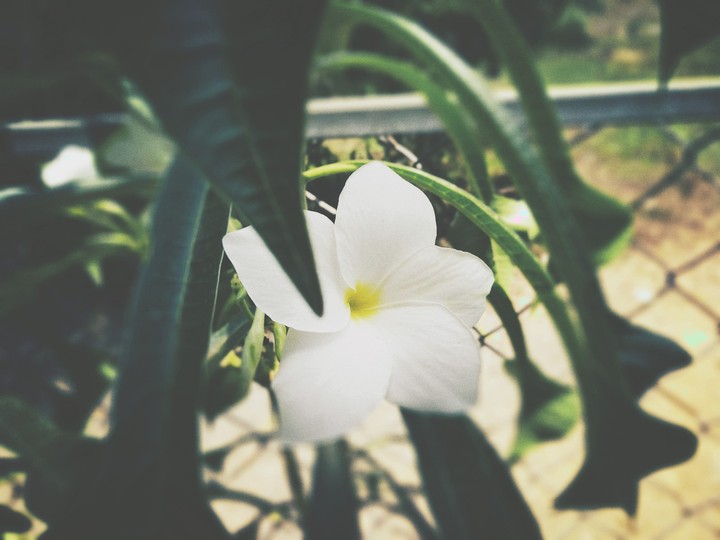 flower