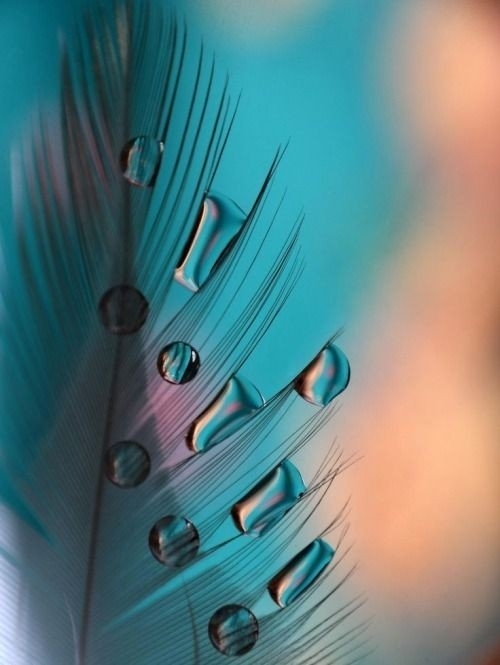 feather
