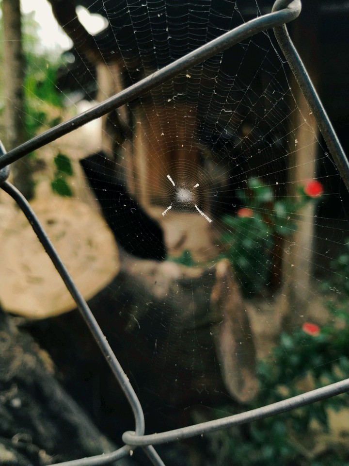SpiderWeb