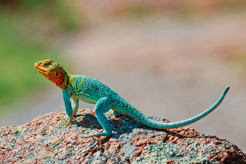 sfondi iguanas, reptile