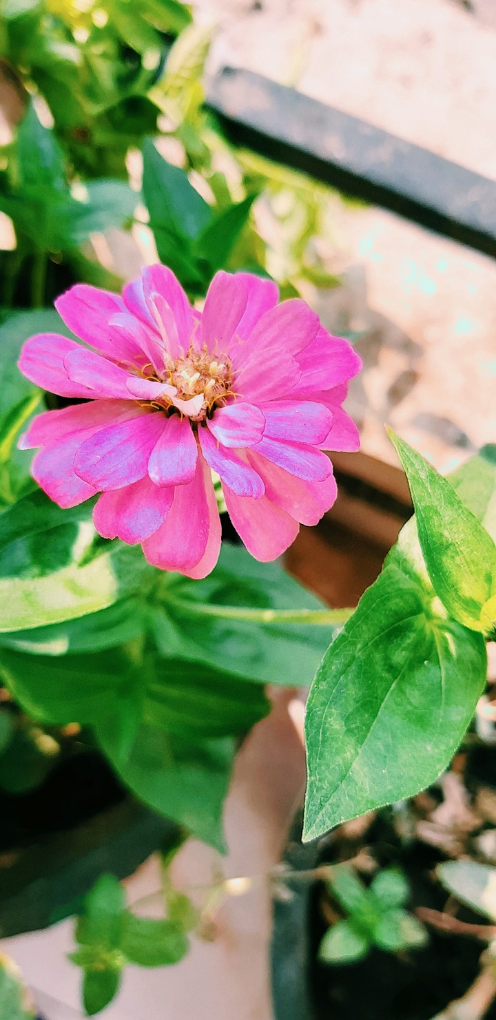pink jinia