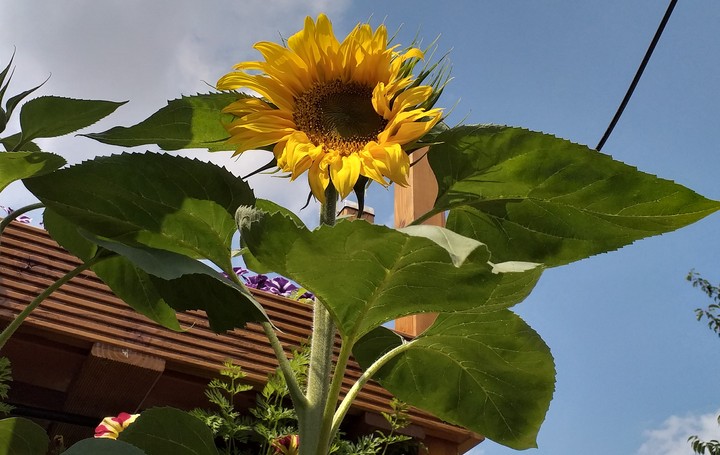 Sonnenblume