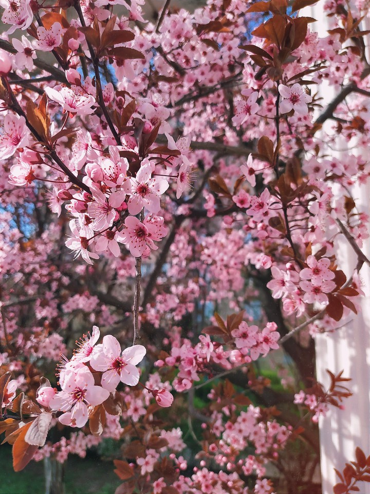 Spring day