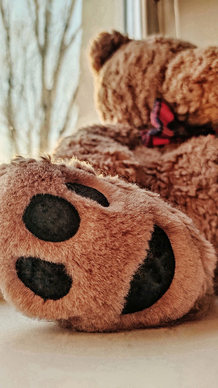 Teddy