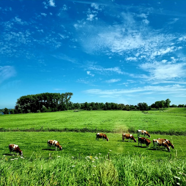 Holland