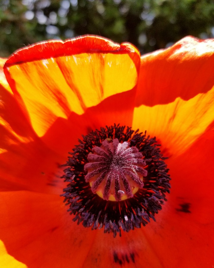 Poppy