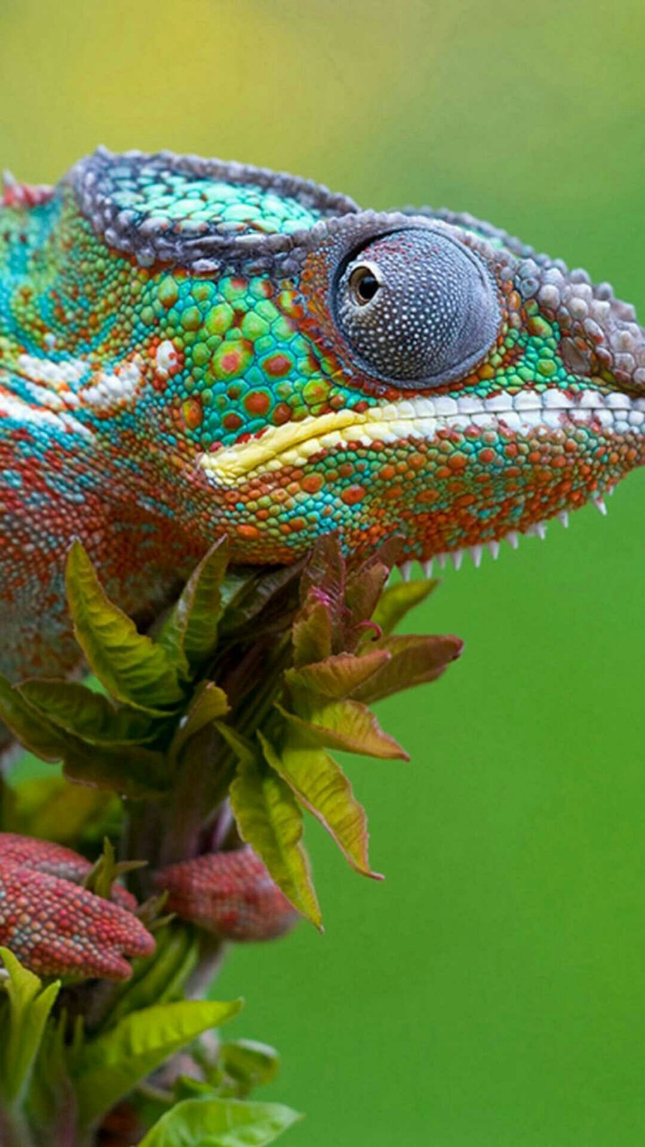 chameleon