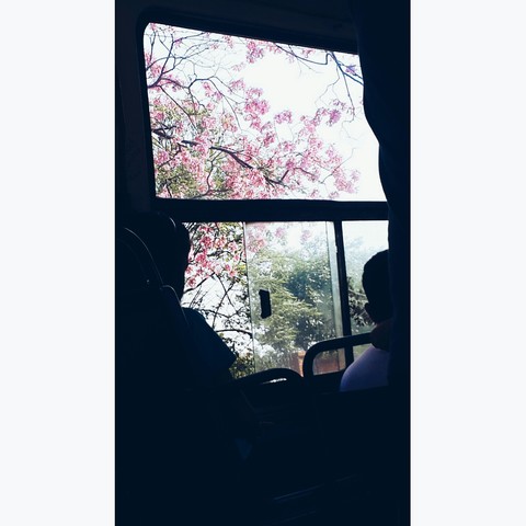 la flor en la vengana