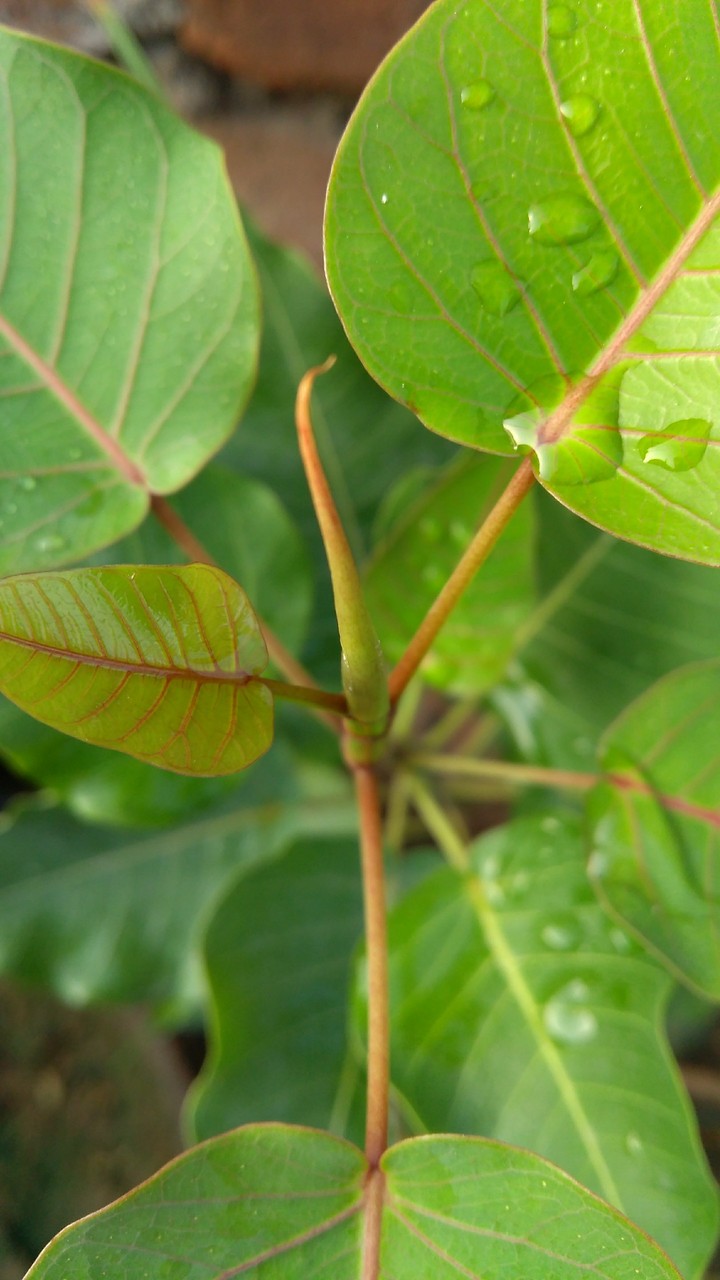 Plant