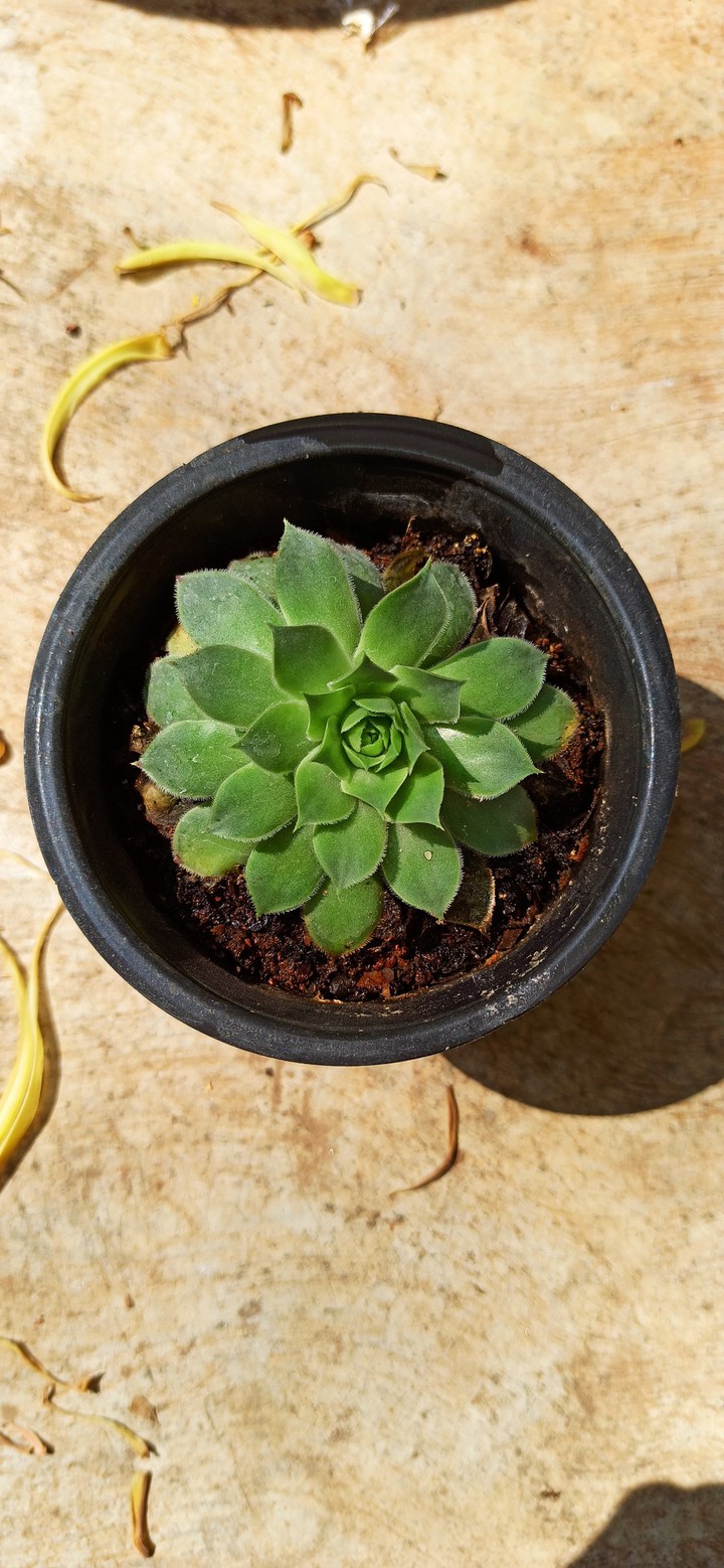 Succulent