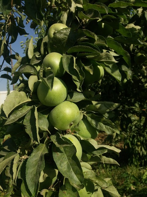 apple