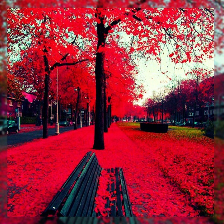 red autumn